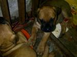 Boerboel puppies for sell